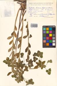 Молочай рощевый Rupr., Сибирь, Дальний Восток (S6) (Россия)