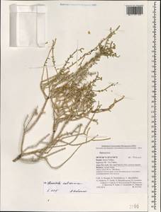 Haloxylon salicornicum (Moq.) Bunge ex Boiss., Зарубежная Азия (ASIA) (Израиль)