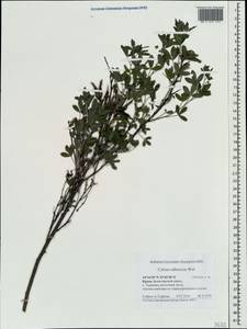 Ракитник русский (Fisch. ex Woł.) Klásk., Крым (KRYM) (Россия)