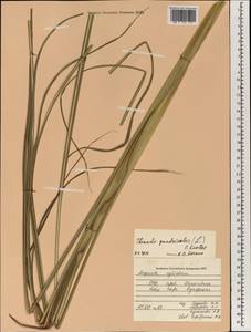 Themeda quadrivalvis (L.) Kuntze, Зарубежная Азия (ASIA) (Вьетнам)