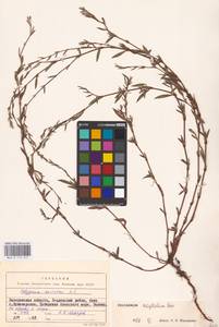 Спорыш незамечаемый, Спорыш незамеченный Besser, Восточная Европа, Южно-Украинский район (E12) (Украина)