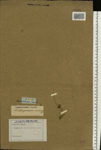 Буглосоидес полевой, Воробейник полевой (L.) I.M.Johnst., Восточная Европа, Ростовская область (E12a) (Россия)