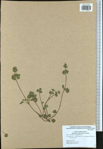 Яснотка стеблеобъемлющая L., Восточная Европа, Центральный район (E4) (Россия)