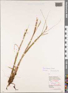 Осока двутычинковая Schrank, Восточная Европа, Белоруссия (E3a) (Белоруссия)