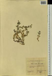 Звездчатка иглицелистная Pall. ex D. F. K. Schltdl., Сибирь, Дальний Восток (S6) (Россия)