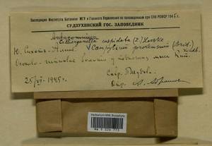Calliergonella cuspidata (Hedw.) Loeske, Гербарий мохообразных, Мхи - Дальний Восток (без Чукотки и Камчатки) (B20) (Россия)