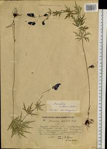 Борец мохнатый Rchb., Сибирь, Якутия (S5) (Россия)