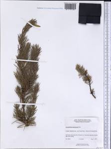 Arceuthobium americanum Nutt. ex A. Gray, Америка (AMER) (Канада)