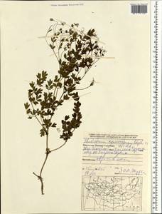 Василисник растопыренный Stephan ex Willd., Монголия (MONG) (Монголия)