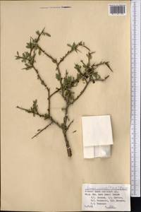Prunus verrucosa Franch., Средняя Азия и Казахстан, Памир и Памиро-Алай (M2) (Киргизия)