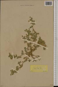 Ononis viscosa subsp. sieberi (DC.)Sirj., Западная Европа (EUR) (Греция)