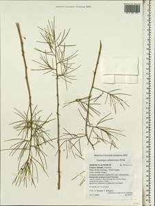 Asparagus arborescens Willd. ex Schult. & Schult.f., Африка (AFR) (Испания)