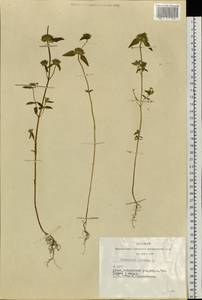 Пикульник ладанниковый L., Сибирь, Алтай и Саяны (S2) (Россия)