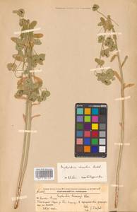 Молочай острый, Сибирь, Дальний Восток (S6) (Россия)