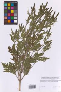 Амброзия полынелистная L., Восточная Европа, Московская область и Москва (E4a) (Россия)