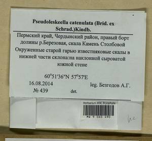 Pseudoleskeella catenulata (Brid. ex Schrad.) Kindb., Гербарий мохообразных, Мхи - Пермский край, Удмуртия, Свердловская и Кировская области (B8) (Россия)