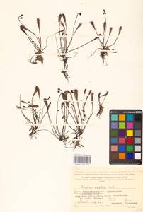 Drosera × anglica Huds., Восточная Европа, Северный район (E1) (Россия)