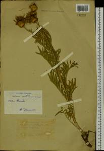 Rhaponticoides ruthenica (Lam.) M. V. Agab. & Greuter, Сибирь, Западный (Казахстанский) Алтай (S2a) (Казахстан)