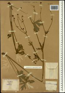 Ranunculus polyanthemos subsp. meyerianus (Rupr.) Elenevsky & Derv.-Sokol., Кавказ (без точных местонахождений) (K0)