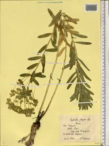 Молочай степной Zoz ex Prokh., Восточная Европа, Центральный лесостепной район (E6) (Россия)