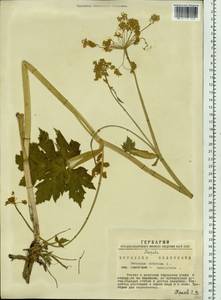 Heracleum sphondylium subsp. sibiricum (L.) Simonk., Сибирь, Западная Сибирь (S1) (Россия)