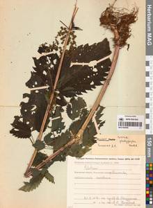 Крапива плосколистная Wedd., Сибирь, Чукотка и Камчатка (S7) (Россия)