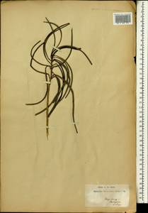 Magnoliopsida, Африка (AFR) (Мадагаскар)