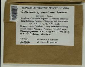 Orthotrichum scanicum Grönvall, Гербарий мохообразных, Мхи - Северный Кавказ и Предкавказье (B12) (Россия)