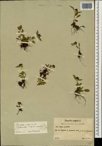 Черноголовка обыкновенная L., Кавказ, Южная Осетия (K4b) (Южная Осетия)