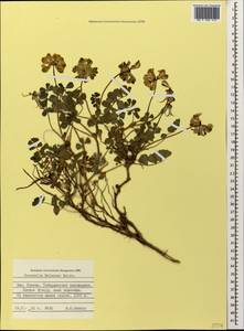 Coronilla orientalis subsp. balansae (Boiss.) Zernov, Кавказ, Ставропольский край, Карачаево-Черкесия, Кабардино-Балкария (K1b) (Россия)