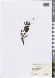 Подорожник ланцетный, Подорожник ланцетолистный L., Кавказ, Ставропольский край, Карачаево-Черкесия, Кабардино-Балкария (K1b) (Россия)