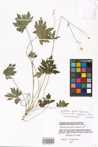 Лютик едкий L., Восточная Европа, Московская область и Москва (E4a) (Россия)