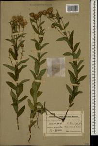 Pentanema asperum (Poir.) G.V.Boiko & Korniy., Кавказ, Азербайджан (K6) (Азербайджан)