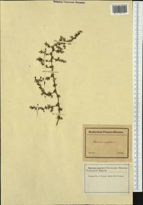 Asparagus acutifolius L., Западная Европа (EUR) (Франция)