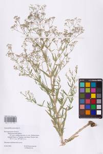 Качим метельчатый L., Восточная Европа, Центральный лесостепной район (E6) (Россия)