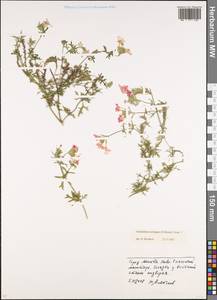 Glandularia aristigera (S.Moore) Tronc., Восточная Европа, Московская область и Москва (E4a) (Россия)