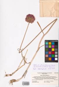 Лук черно-фиолетовый Boiss., Восточная Европа, Нижневолжский район (E9) (Россия)