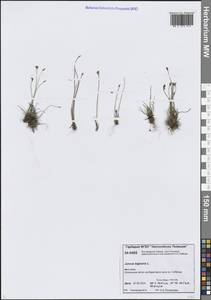 Ситник двухчешуйный L., Сибирь, Центральная Сибирь (S3) (Россия)