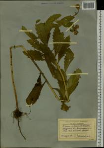 Cirsium arvense var. integrifolium Wimm. & Grab., Сибирь, Дальний Восток (S6) (Россия)
