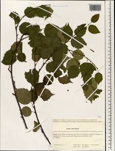 Betula utilis D.Don, Зарубежная Азия (ASIA) (Индия)