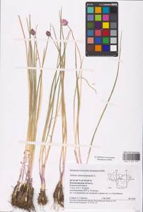 Лук скорода, Шнитт-лук L., Восточная Европа, Центральный район (E4) (Россия)