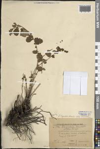 Таволга вязолистная (L.) Maxim., Восточная Европа, Нижневолжский район (E9) (Россия)