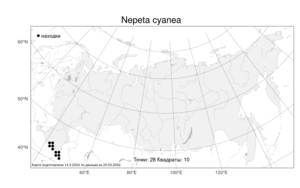Nepeta cyanea, Котовник васильковый Steven, Атлас флоры России (FLORUS) (Россия)