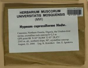 Hypnum cupressiforme Hedw., Гербарий мохообразных, Мхи - Северный Кавказ и Предкавказье (B12) (Россия)
