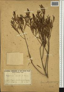 Eremophila deserti (Cunn. ex Benth.) R.J. Chinnock, Австралия и Океания (AUSTR) (Австралия)