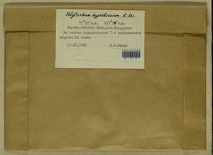 Polytrichum hyperboreum R. Br., Гербарий мохообразных, Мхи - Якутия (B19) (Россия)