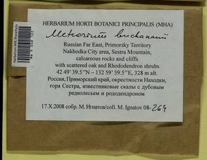 Meteorium buchananii (Brid.) Broth., Гербарий мохообразных, Мхи - Дальний Восток (без Чукотки и Камчатки) (B20) (Россия)