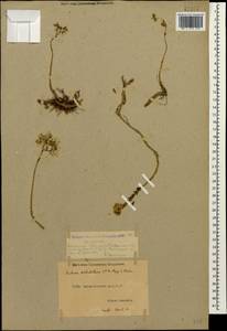 Petrosedum subulatum (C. A. Mey.) Afferni, Кавказ, Дагестан (K2) (Россия)