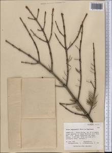 Picea engelmannii Parry ex Engelm., Америка (AMER) (США)