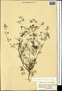 Круглосемянник тонколистный (Pers.) Sprague, Кавказ, Абхазия (K4a) (Абхазия)